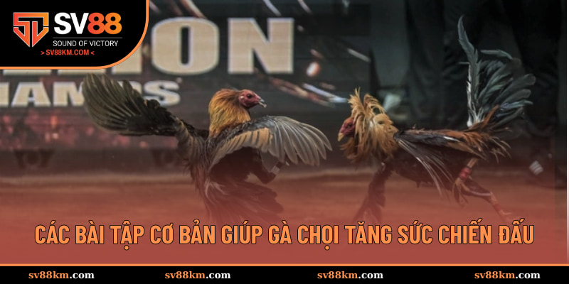 Các bài tập cơ bản giúp gà chọi tăng sức chiến đấu