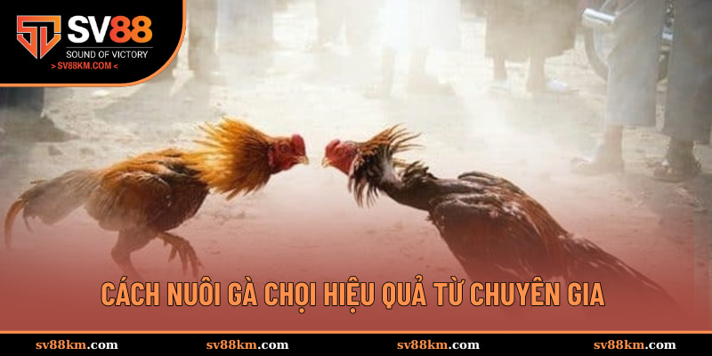 Cách nuôi gà chọi hiệu quả từ chuyên gia