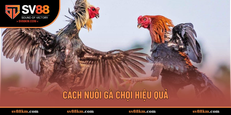cách nuôi gà chọi hiệu quả