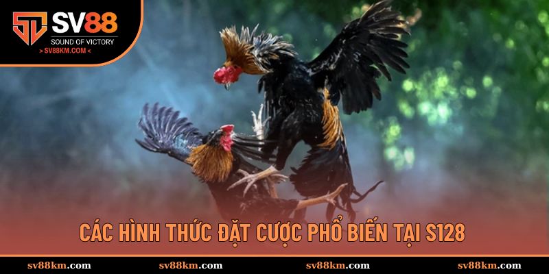 Hình thức cá cược đấu chiến kê phổ biến