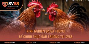 kinh nghiệm đá gà Thomo