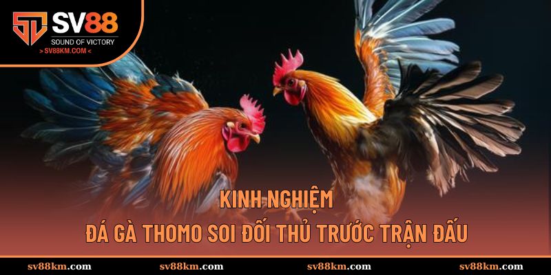 Kinh nghiệm soi gà đối thủ ở trước trận đấu