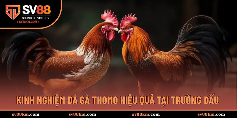 Kinh nghiệm đá gà hay tại trường đấu