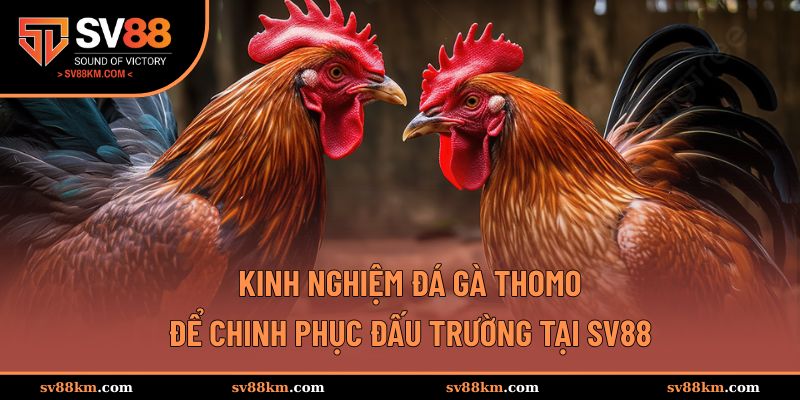 kinh nghiệm đá gà Thomo