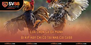 Lựa chọn gà đá mạnh