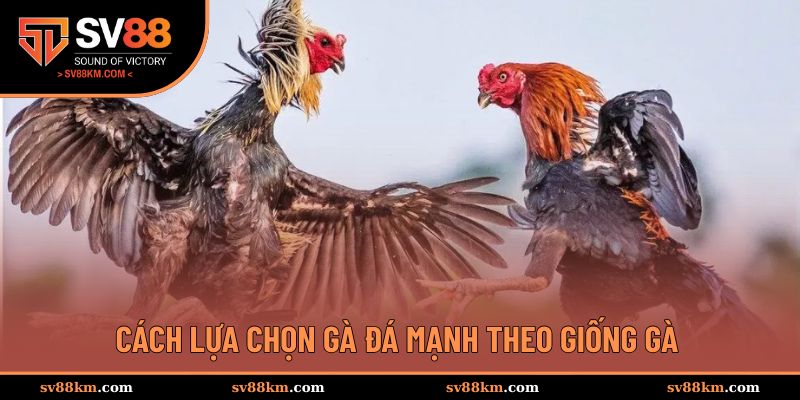 Lựa chọn gà đá theo giống