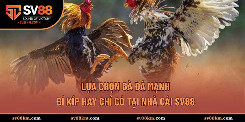 Lựa chọn gà đá mạnh