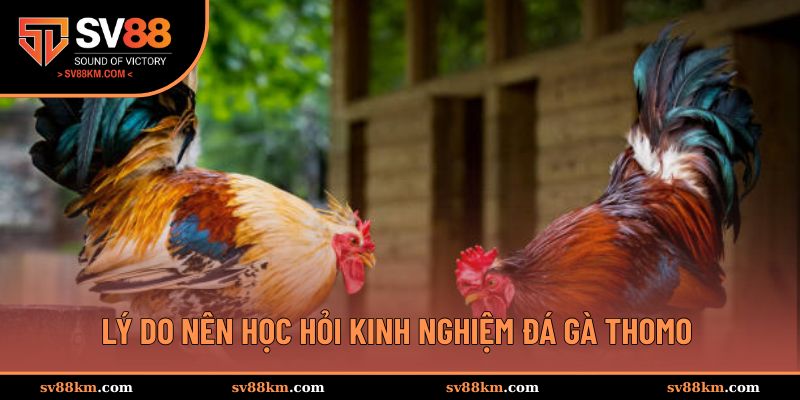Lý do nên trang bị kinh nghiệm đá gà Thomo