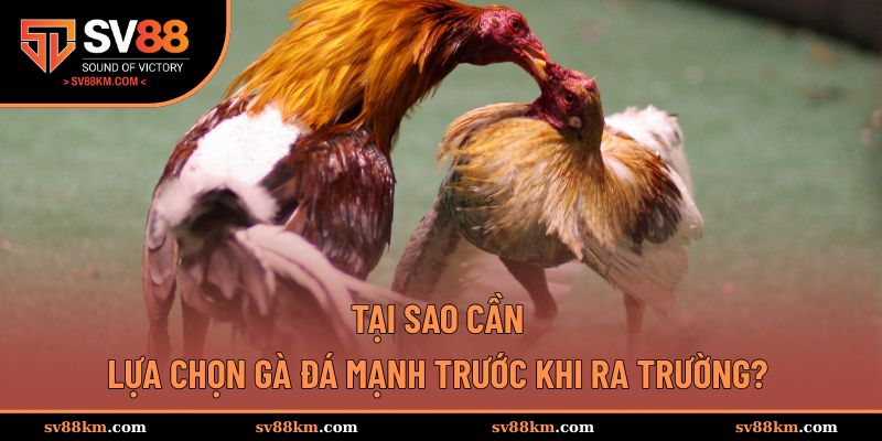 Lựa chọn gà đá mạnh luôn cần thiết