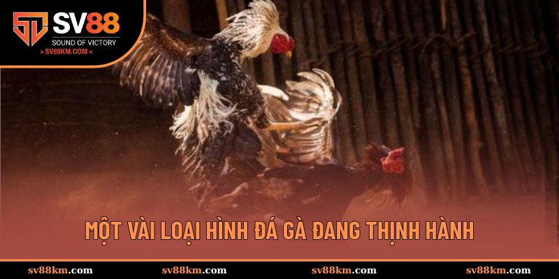 Một vài loại hình đá gà đang thịnh hành