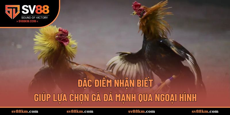 Đặc điểm nhận biết gà đá mạnh qua ngoại hình