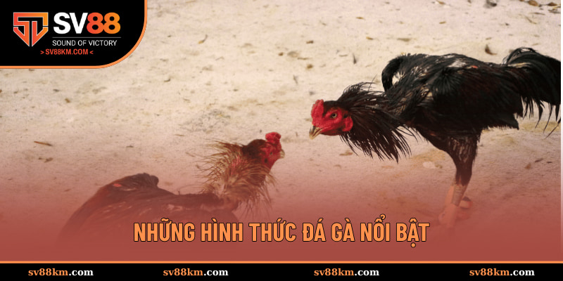 Những hình thức đá gà nổi bật