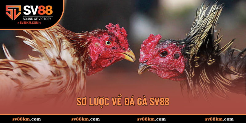 Sơ lược về đá gà SV88
