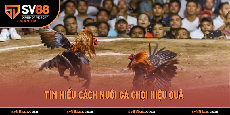 Tìm hiểu cách nuôi gà chọi hiệu quả